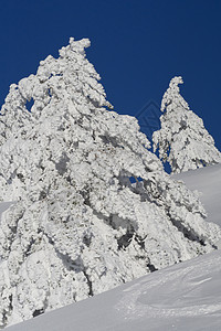 西班牙瓜达拉马拉马国家公园雪地景观国家公园保护区保护场景自然公园野生动物自然保护松树风景环境环境保护图片