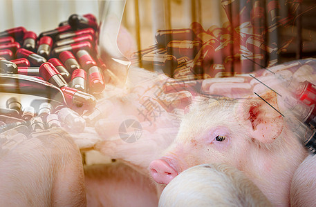 农场里的猪和动物用抗生素胶囊丸和疫苗针头和注射器 畜牧业 猪肉行业 健康可爱的猪 哺乳动物 非洲猪瘟和猪流感图片