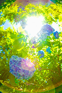 蓝花兰和新绿色植物形象好天气女性风格叶子枕仓男性雨季花瓣图片