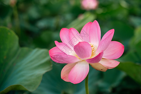 粉红色绿叶莲花荷花高清高清图片