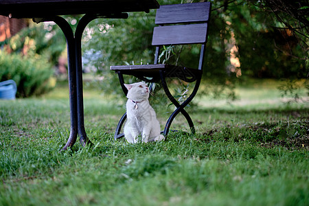 一只迷人的白猫坐在花园椅子下坐着图片