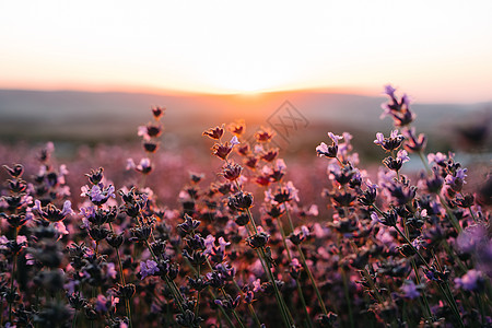 熏衣草的香料 紫菜文化领域 自然背景香水场地种植园薰衣草丛花序提取物花朵蜂巢香味薰衣草图片