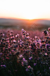 熏衣草的香料 紫菜文化领域 自然背景紫色太阳蜂巢紫丁香香味栽培生产农业植物提取物图片