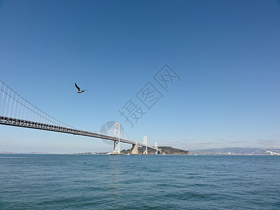 海鸥在贝桥旧金山岸前飞来飞去图片