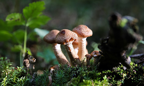 一大群食用蘑菇图片