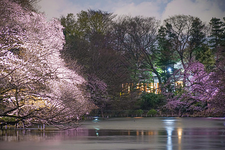 东京夜景井里有夜樱花植物夜空公园池塘晴天悲哀叶子情感花园文化背景