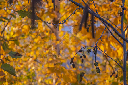 明亮的黄色和红色秋叶挂在森林里的树枝上 主题  秋天 小阳春 美丽的自然凋零 桤木金子季节枝条锥体公园生长橙子树叶生态植物背景图片