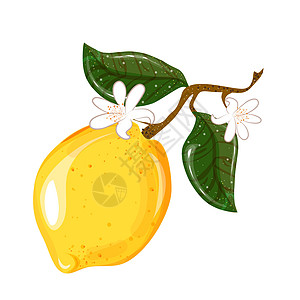柠檬的矢量果枝 在白背景上加叶子 一个柠檬 盖子 明信片和包装图片