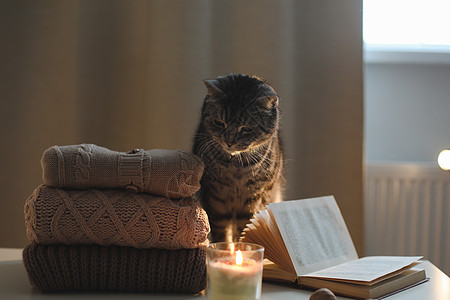 家里气氛舒适 猫 蜡烛 书和毛衣都很好玩宠物阅读衣服小猫虎斑作品猫科动物风格羊绒图片