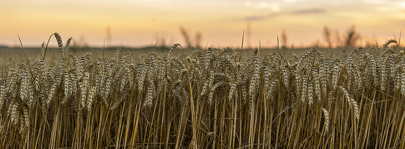 乌克兰的金麦田 黄麦茂盛 日落之夜天明亮草地谷物耀斑农田植物环境麦田风景种子生长图片