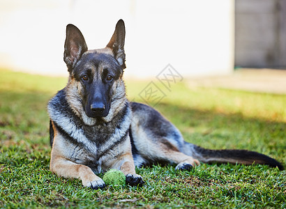 放松牧羊人毛茸茸犬类高清图片