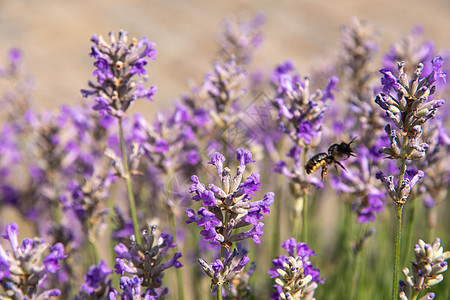 收集花蜜和授粉紫色熏衣草花的花朵昆虫生物动物熊蜂蜜蜂飞行野生动物草本植物花粉季节图片