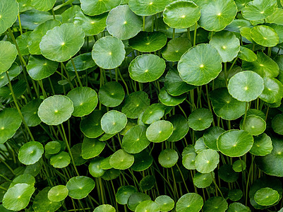 花园里的花生水叶子绿色蔬菜水胚绿色植物绿叶仙草生长植物背景热带背景