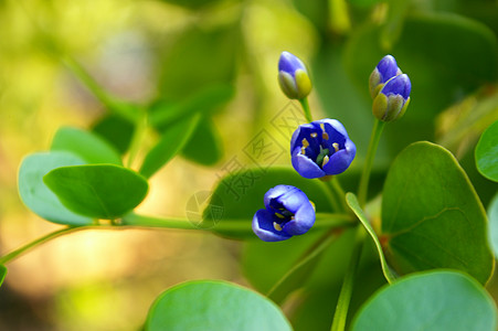 利格努姆历史木的瓜亚库姆树小紫花履历树叶热带植物群蓝色木材宏观叶子植物花朵图片