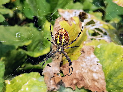 微距蜘蛛特写 蜘蛛在野外织网 有毒的野生蜘蛛寡妇荒野网络危险野生动物黄花动物条纹猎物衬套图片
