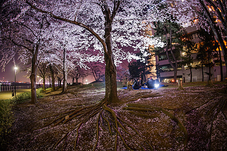 横滨夜樱花图片