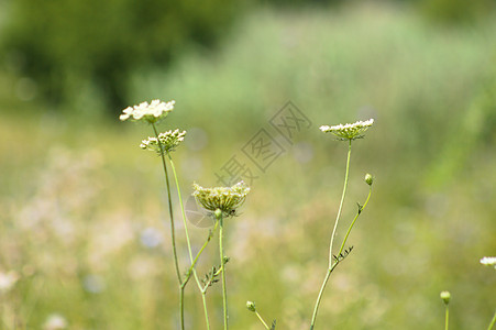 特写野胡萝卜花 有选择性地关注前景野生植物农场草地植物学主教场地鸟巢宏观伞形蕾丝图片