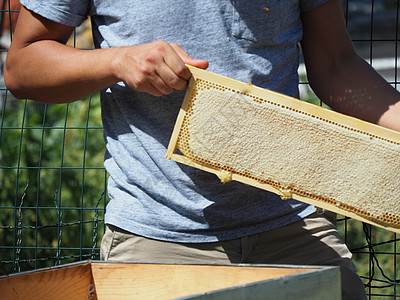 养蜂大师拔出一个带蜂蜜的框 从蚁群中的蜂巢里提取出来风险免疫工人传粉者工作帽子检查工蜂殖民地梳子图片