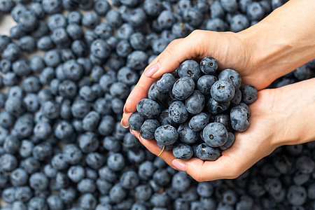 握着蓝莓的手贴近了 收获 夏天 健康饮食的概念小吃浆果健康甜点蓝色水果农业营养排毒收成图片