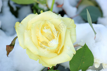 象牙白玫瑰图片