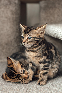 两只可爱的孟加拉小猫坐在猫屋的软猫架上幸福哺乳动物尾巴玩具老虎猫咪胡须动物猫科宠物图片