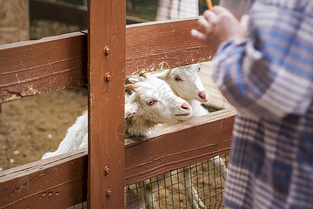 在一个小城市动物园的一家医院里养动物 动物由访客亲手喂养 儿童可以抚摸它们哺乳动物小马国家缰绳制服土豆谷仓冒充机构胡子图片