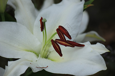 一个大白虎百合新娘花束鲜花白色植物群花瓣婚礼背景图片