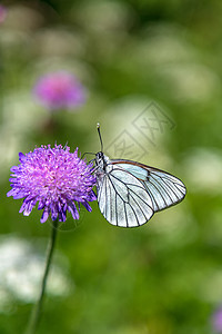紫花上可爱的蝴蝶 背景模糊图片