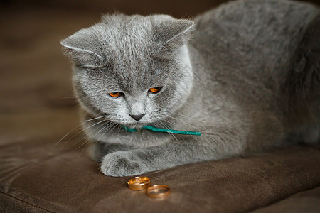 青毛灰色的猫坐在金婚戒旁边礼物羊毛小猫猫咪宠物珠宝庆典毛皮婚礼订婚图片