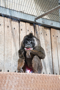带黑色口罩和蓝鳍彩虹靴子的有色曼德瑞尔圆猴子生物粉色山魈动物园动物生物园生态公园钻头顶杆图片