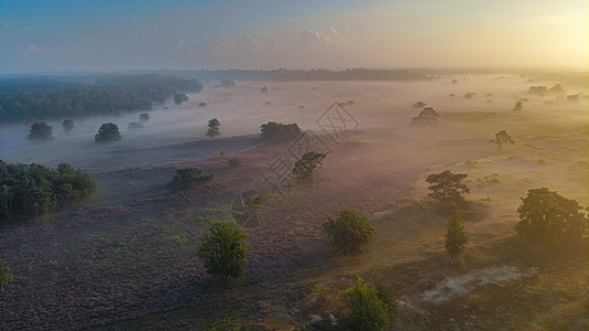 国家公园 Veluwe 盛开的紫色粉红色石南花 Veluwe 上盛开的加热器草地公园植物薄雾农村爬坡旅行草本植物远足场地图片