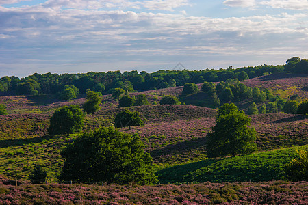 Posbank国家公园Veluwe 紫粉色鲜花加热器盛开远足薄雾公园天空草本植物植物场地荒地旅行丘陵图片