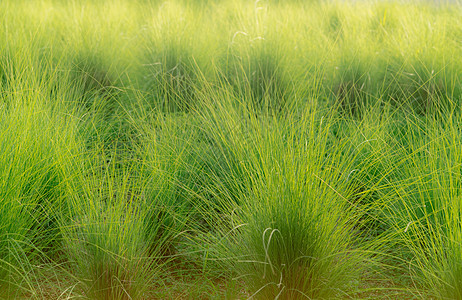 绿色香根草草地 香根草系统用于水土保持 缓解和恢复以及泥沙控制 土壤可持续发展的有机胶水 观赏草背景图片