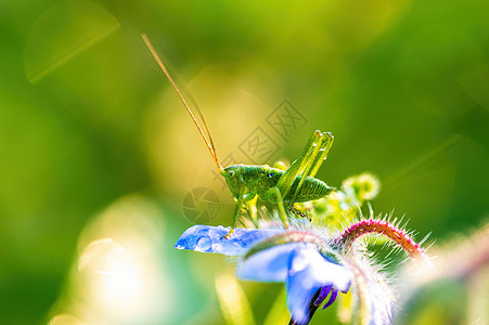 一只绿坐在草原上的花朵上花园触角动物生物野生动物蠕变料斗眼睛环境探者图片