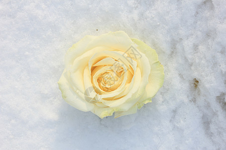 清雪中的象牙白玫瑰雪花植物群玫瑰白色水晶花瓣图片