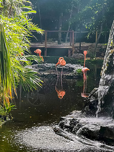 墨西哥豪华度假胜地池塘湖里的粉红火烈鸟动物旅游奢华热带假期羽毛动物园荒野游客野生动物图片