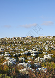 角角国家公园的荒野季节合果晴天驾驶场景摄影植物学植物公园阳光图片