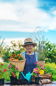 高级妇女在花园里种花 有选择地集中精神爱好横幅帽子女性植物祖母工作女士微笑退休图片