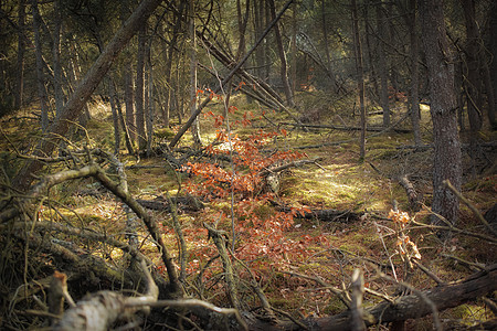 森林荒野 丹麦未开垦的森林荒野   奥德自然公园硬木场景松树针叶农村林地叶子风景季节薄雾图片