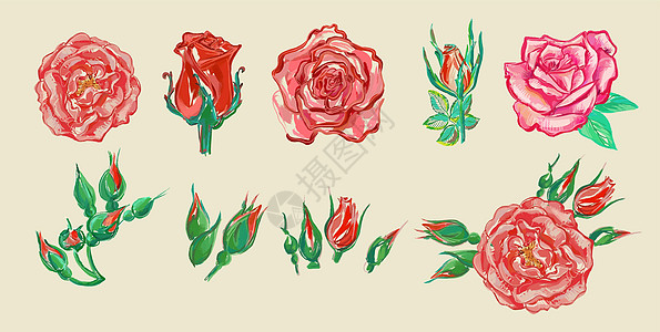鲜花的集合 玫瑰 芽的例证 标志 素描风格 在画布上绘画 向量图片