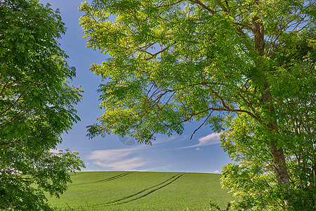 连绵起伏的绿色田野和蓝天被树木包围 起伏的绿色田野和蓝天被树木包围大量的复制空间环境农场草地地平线季节风景土地晴天植物场地图片