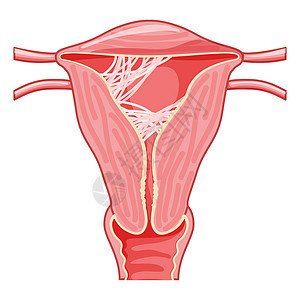 子宫内女性生殖系统疤痕组织粘合症 前视切片切口 表1 人体解剖器官子宫女士妇科宫颈组织妇科医生腹部生育力癌症药品图片