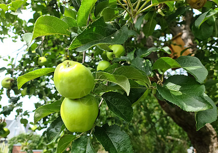 果园青苹果树枝上的绿色苹果 可以有选择性地集中和软的bokeh采摘农业植物季节花园收获阳光生长果园园艺食物背景