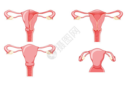 一组不同样式和横截面的女性生殖系统子宫 切割中的前视图 人体解剖学图片