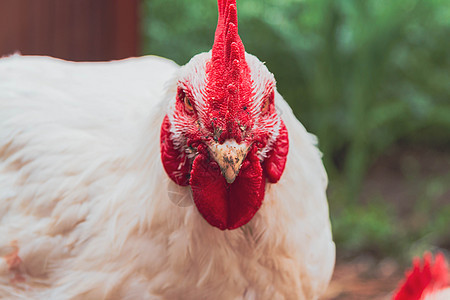 鸡肉 农耕 养鸡 白鸡特制白色的高清图片素材