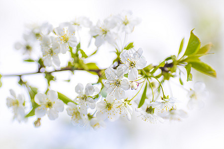 春花樱花作为背景或复制文本空间的春花晴天花园植物直流电季节宏观樱花蓝色花朵植物群图片