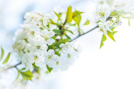春花樱花作为背景或复制文本空间的春花季节直流电花园晴天植物群植物花朵樱花宏观艺术图片