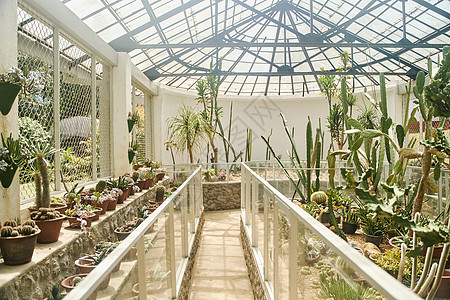 温室有不同类型的仙人掌和热带植物 在斯里兰卡Kandy的Peradeniya皇家植物园中有一个玻璃屋顶丛林棕榈公园叶子生长房子森图片