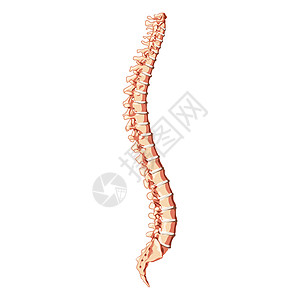 人的脊柱脊椎解剖学边横向与椎间盘 矢量平面 3D 逼真插画诊所椎骨股骨弯头姿势生物学治疗插图颈椎病胸椎图片