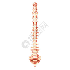 人类脊椎柱脊椎脊椎骨质解剖前部 内侧通风视图 带有间垂直盘片图片